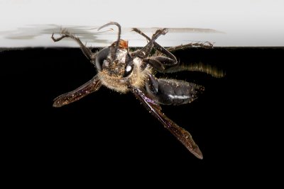 Wasp removes small pieces of material in mouth
