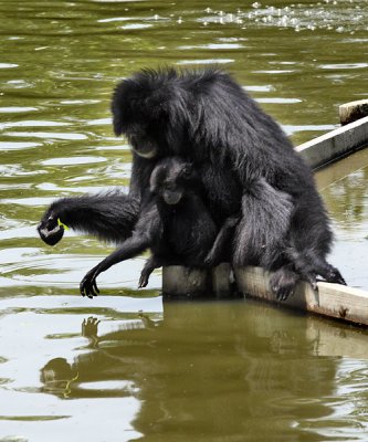 Siamang (Symphalangus syndactylus)