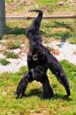 Siamang (Symphalangus syndactylus)