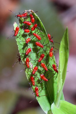 Leaf Footed Bugs - Leptoglossus