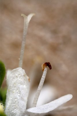 Oregano flower
