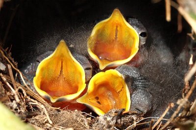 Wren hatchlings - day 5