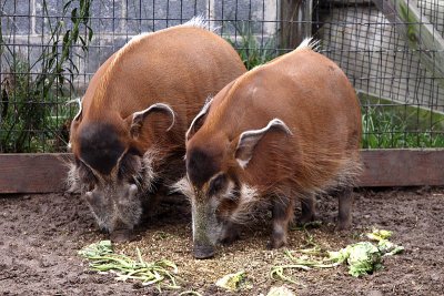 Red River Bush Hog