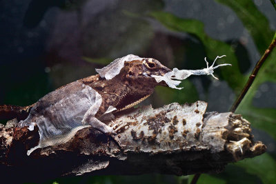 Brown Anole Sheds