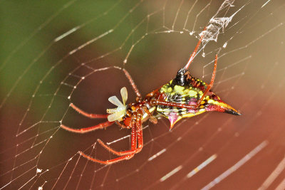 Spider - Micrathena sagittata