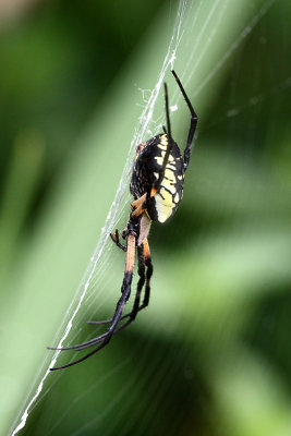 Spider Argiope aurantia