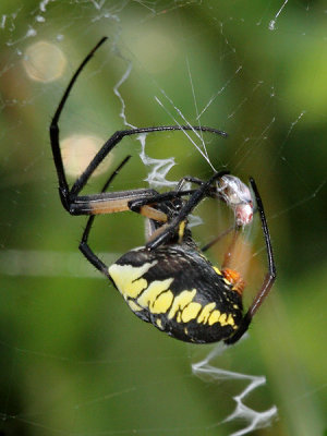 Argiope aurantia Spinneret in operation