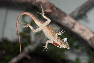 Brown Anole