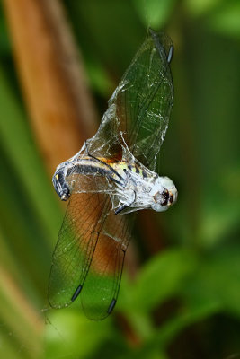 Dragonfly in Spiderweb