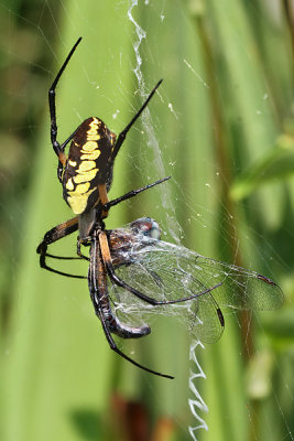 Spider Argiope aurantia with Dragonfly