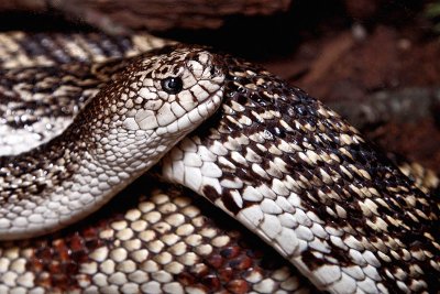 Pine Snake