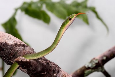 Rough Green Snake