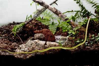 Rough Green Snake