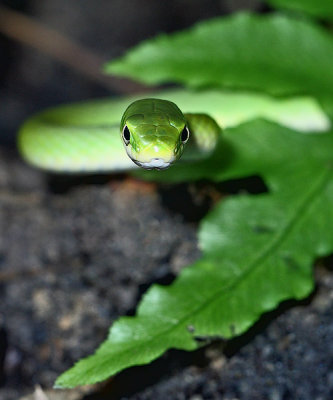 Rough Green Snake