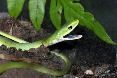 Rough Green Snake