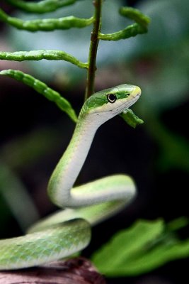 Rough Green Snake