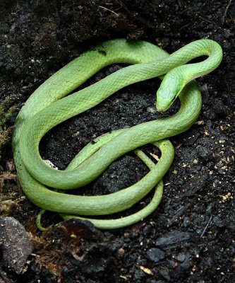 Rough Green Snake (9 juvenile)