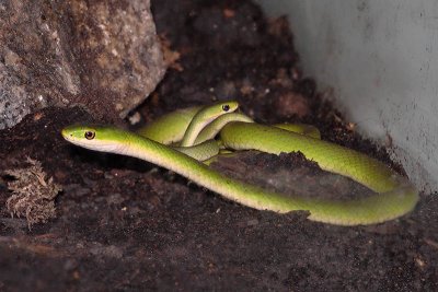 Crawly and CJ - Rough Green Snakes