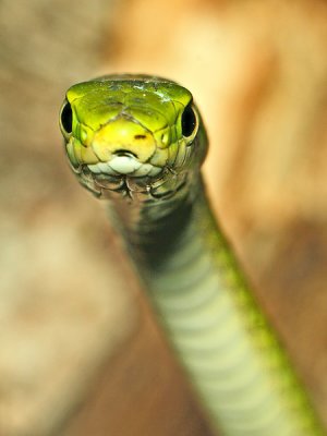 Green Snake