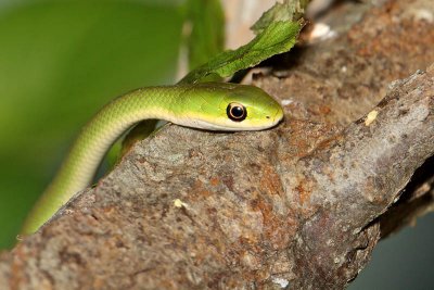 Green Snake