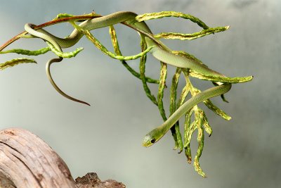 Green Snake
