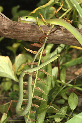 Rough Greensnakes