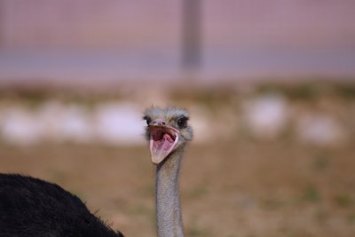 DSC_16483.jpg
