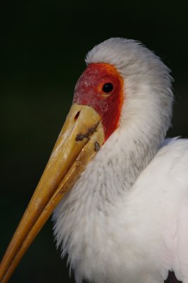 DSC_16716.jpg