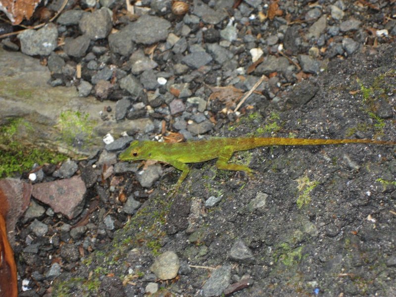 Hanging out in El Yunque