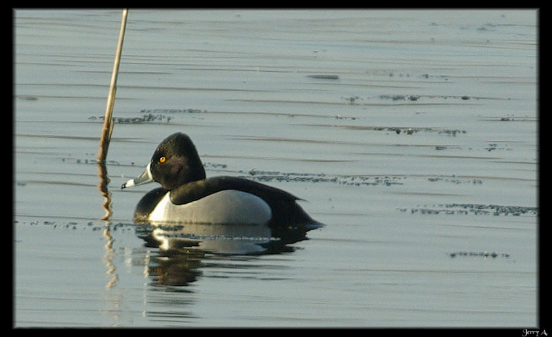 Ring-Necked