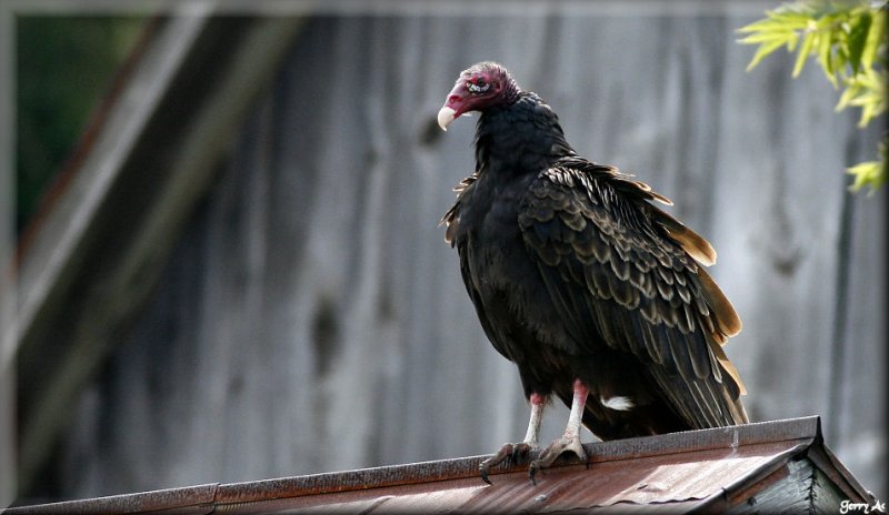 Turkey Vulter