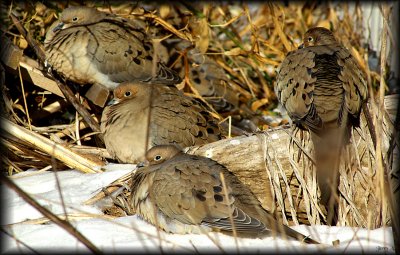 Doves, Turkey Vultures,Pigeons