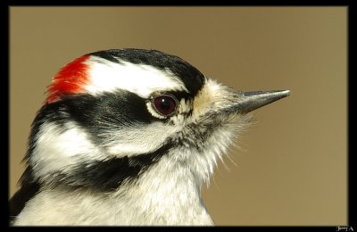 Woodpeckers