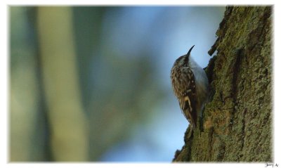 Brown Creeper