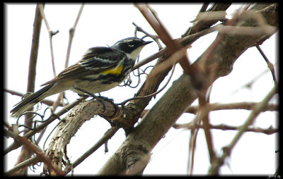 Yellow Rumped Warbler Male