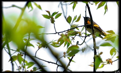 American Redstart Warbler