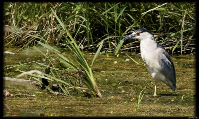 Adult Black Crown Night Heron