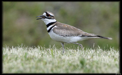 KingFisher,KingBird.Killdeer