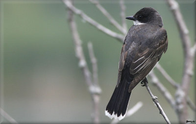 kingbird Adult