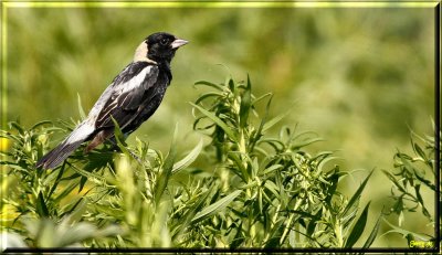 Bobolink