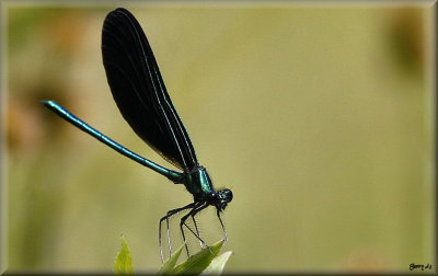 Damsel