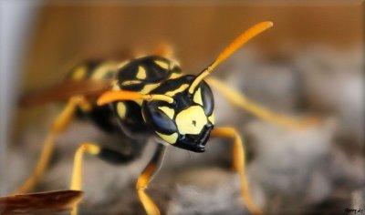 Yellow Jacket Wasp