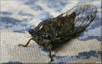 Cicada