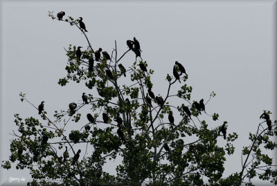Cormorant Tree