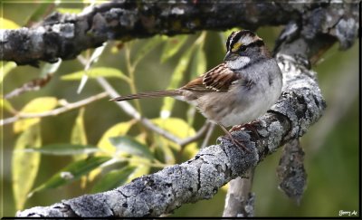 White Throated Sparrow Male