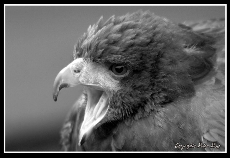 Hawk