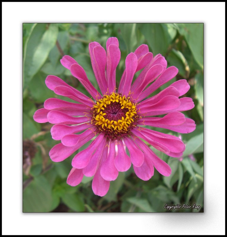 Cyprus flower