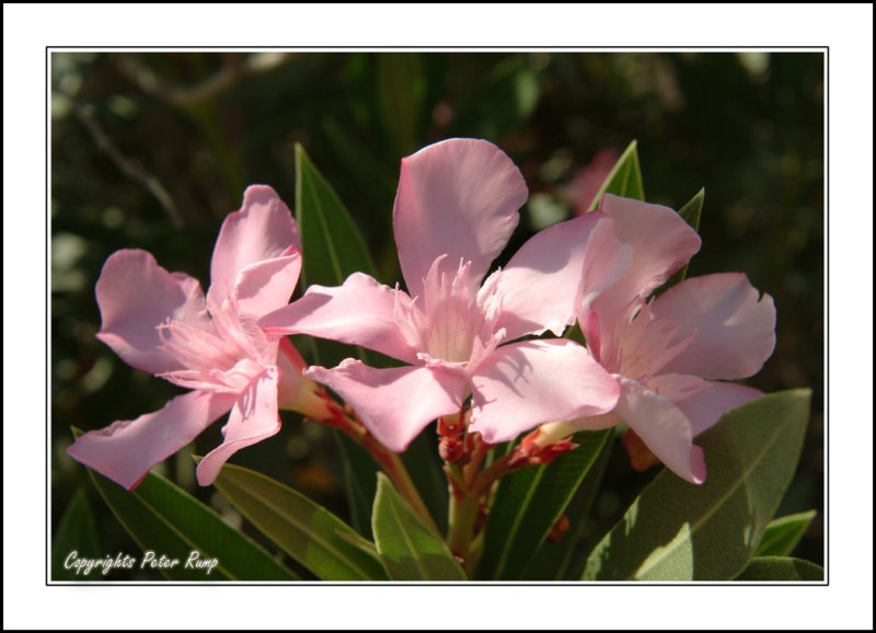 Cyprus flower3