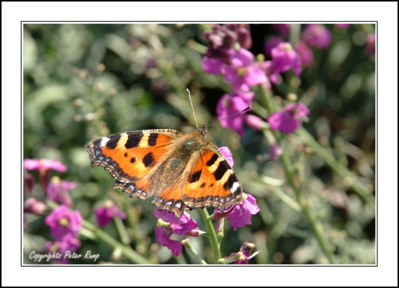 Small Tortoiseshell Butterfly