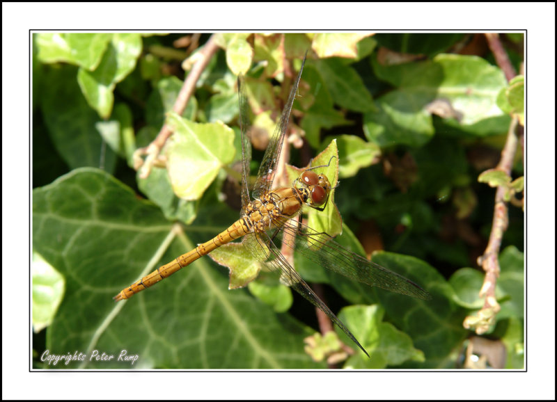 Common  Female Darter